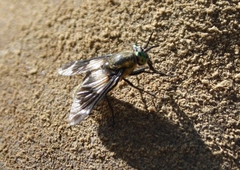 Chrysops caecutiens
