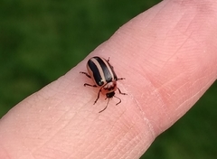 Calligrapha californica coreopsivora