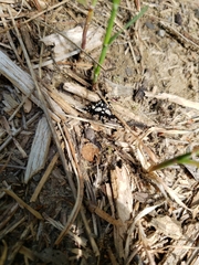 Pseudothyris sepulchralis