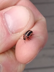 Calligrapha californica coreopsivora
