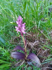 Dactylorhiza incarnata cruenta