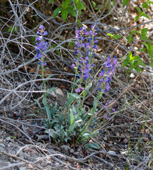 Penstemon pachyphyllus congestus