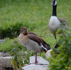 Alopochen aegyptiaca
