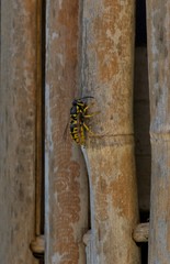 Vespula germanica