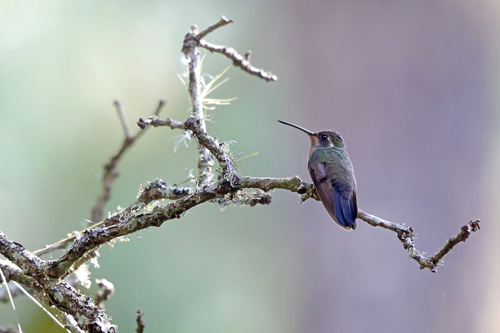 Lampornis amethystinus