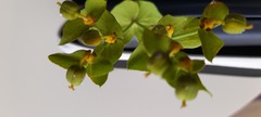 Euphorbia stricta