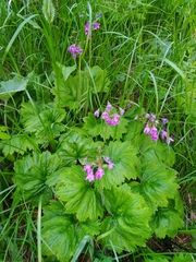 Primula matthioli