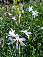 Paradisea liliastrum