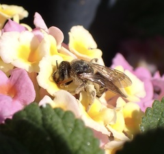 Halictus scabiosae
