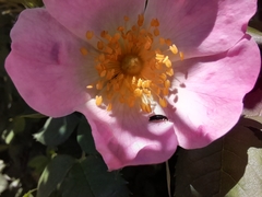 Coleoptera