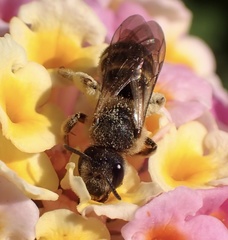 Halictus scabiosae