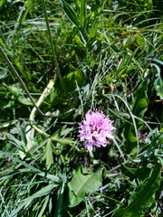 Traunsteinera globosa