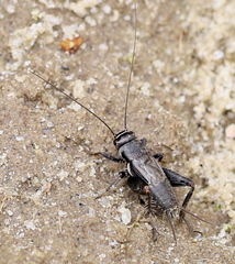 Modicogryllus frontalis