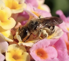 Halictus scabiosae