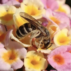 Halictus scabiosae