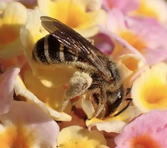 Halictus scabiosae