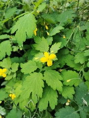 Chelidonium majus