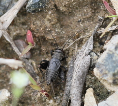 Modicogryllus frontalis