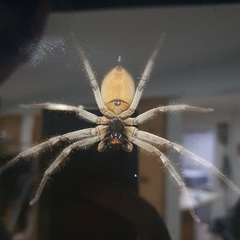 Isopeda canberrana