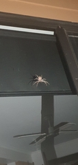 Isopeda canberrana