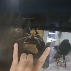 Isopeda canberrana