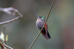 Garnet-Throated Hummingbird photo 2