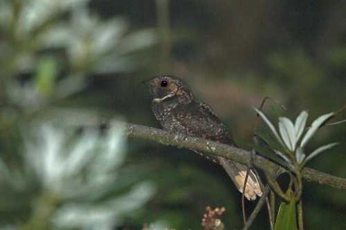 Antrostomus arizonae