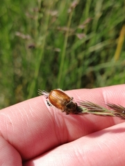 Chaetopteroplia segetum