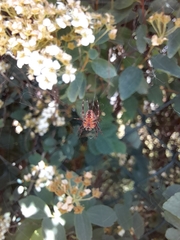 Araneus diadematus