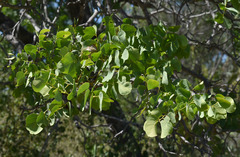 Erythrophleum chlorostachys