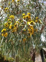 Eucalyptus erythrocorys