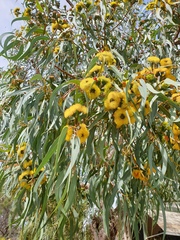 Eucalyptus erythrocorys