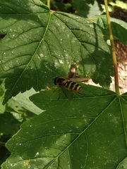 Syrphus