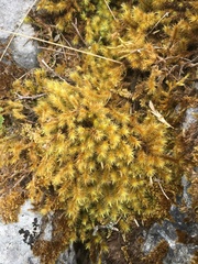 Breutelia chrysocoma