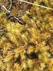 Breutelia chrysocoma