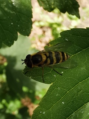 Syrphus