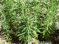 Linaria biebersteinii