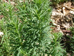 Linaria biebersteinii