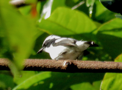 Ficedula westermanni