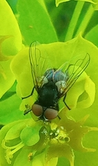 Phasia barbifrons