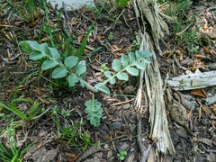 Psephellus declinatus