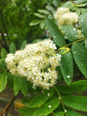 Sorbus aucuparia