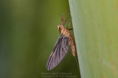 Parafronurus youi