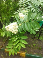 Sorbus aucuparia