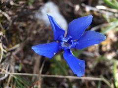 Gentiana verna