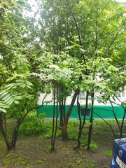 Sorbus aucuparia