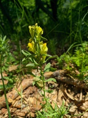 Linaria biebersteinii