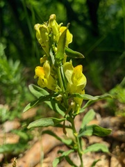 Linaria biebersteinii