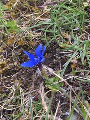 Gentiana verna
