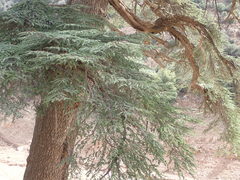 Cedrus atlantica image